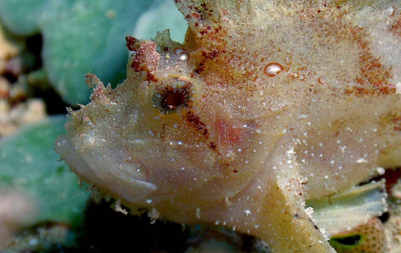 Raja Ampat 2016 - Taenianotus triacanthus - Leaf Scorpionfish - Poisson scorpion feuille - IMG_4854_rc.jpg